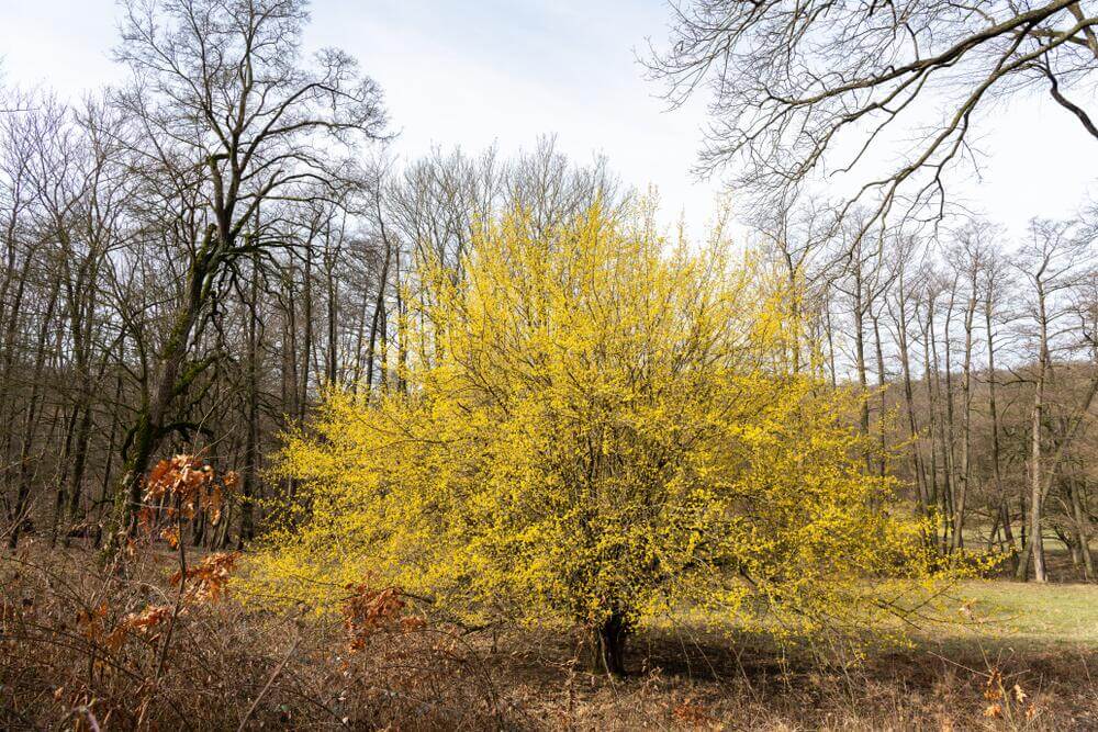 Einheimische frühblühende Schönheit: die Kornelkirsche