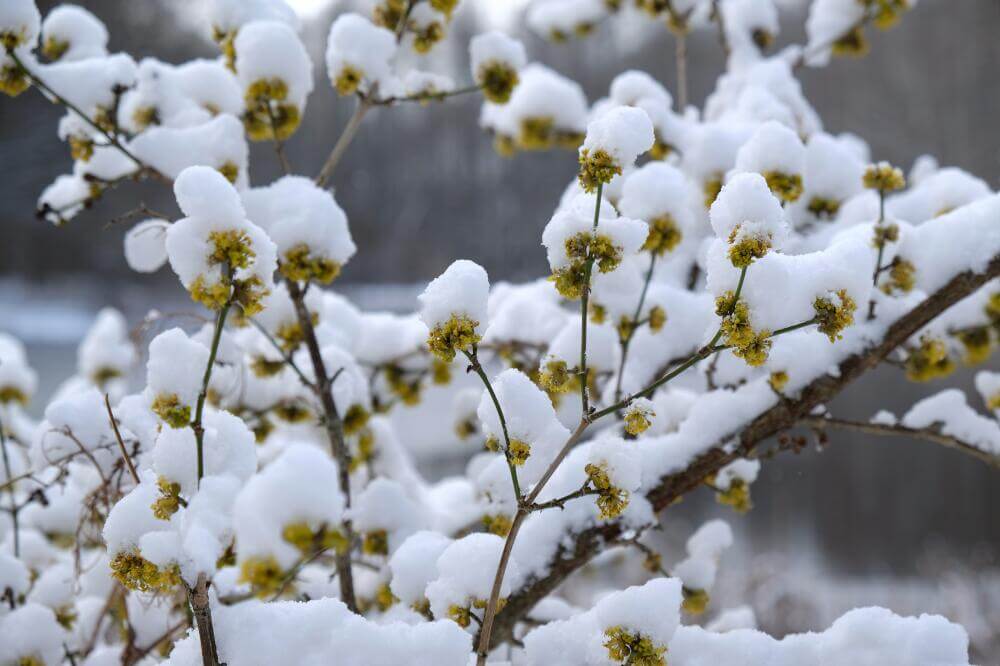 Kornelkirschblüten im Schnee