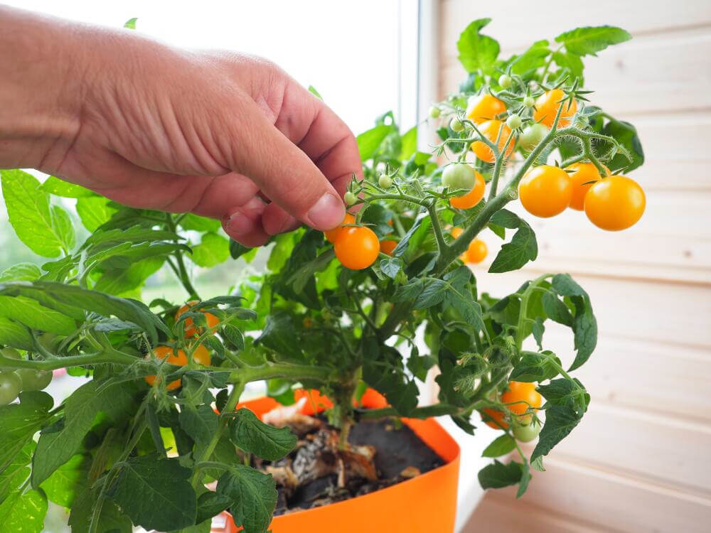 Tomaten aus Zimmer-Anbau