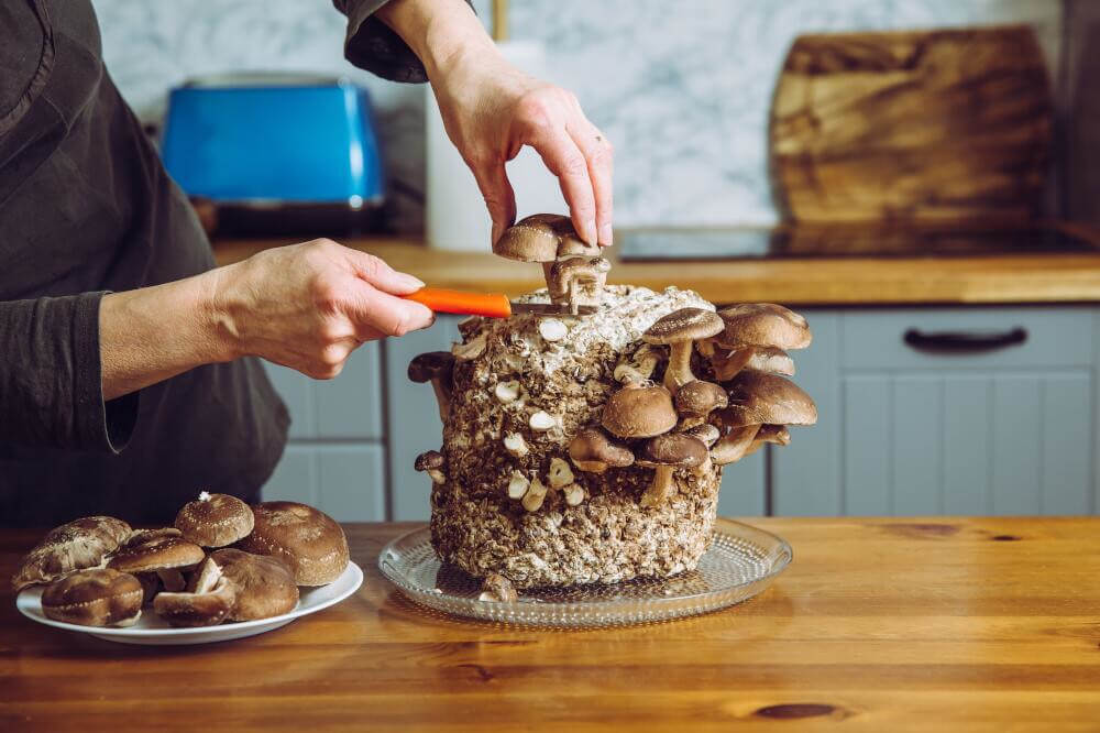 Shiitake-Pilze in der Küche anbauen