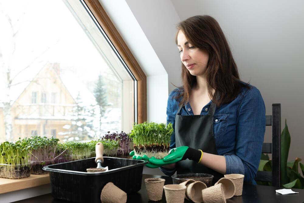 Microgreens auf der Fensterbank