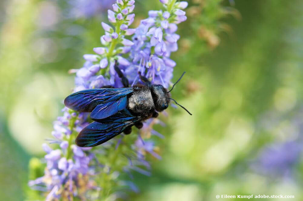 Blaue Holzbiene