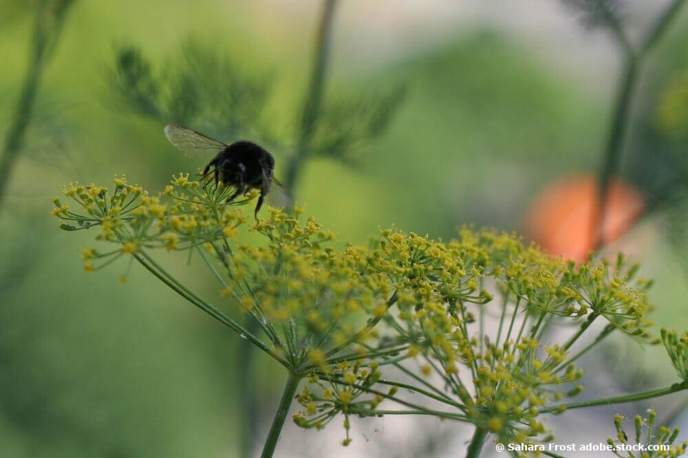 Blühender Dill