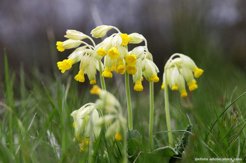 Schlüsselblume 