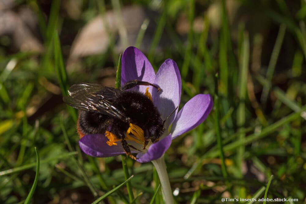 Steinhummel auf Krokusblüte