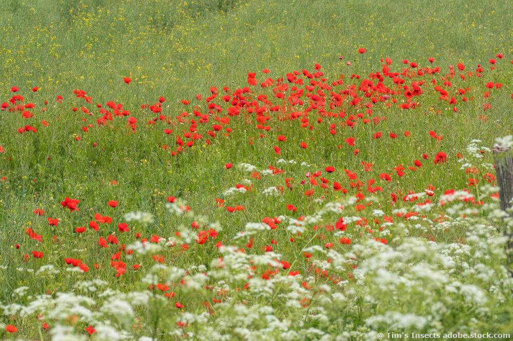 Klatschmohn und Schafgarbe