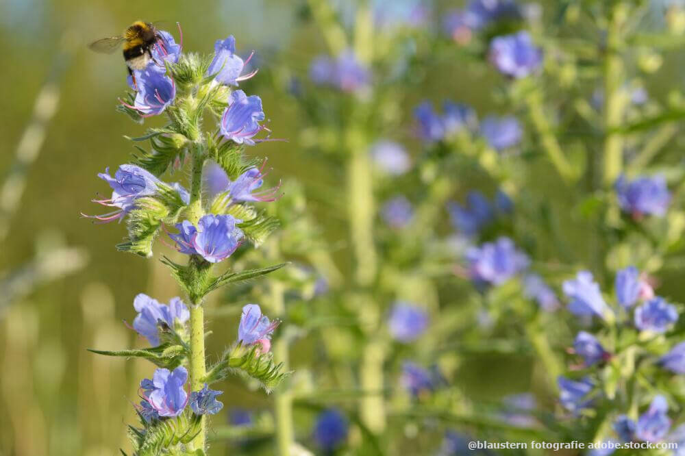 Blauer Natternkopf mit Hummel