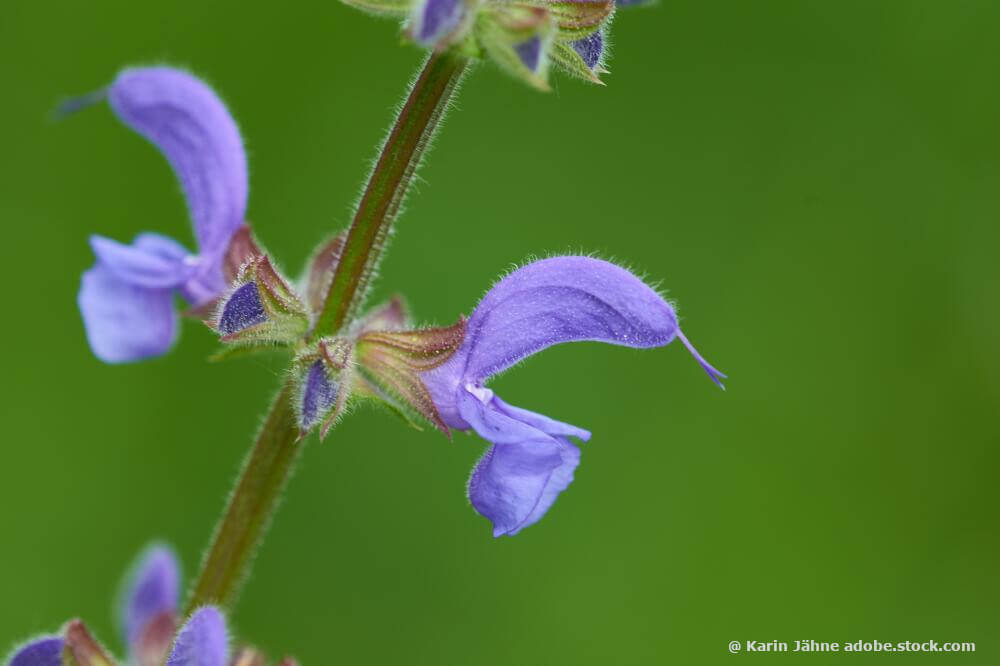 Blüte des Wiesensalbei