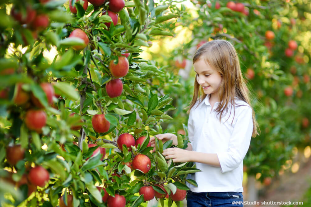 Gerade Kinder naschen gerne Obst im Garten