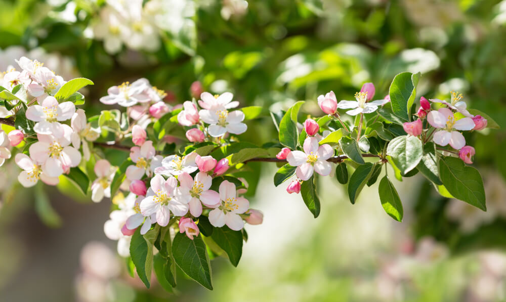 Nahaufnahme Apfelbaum am Spalier