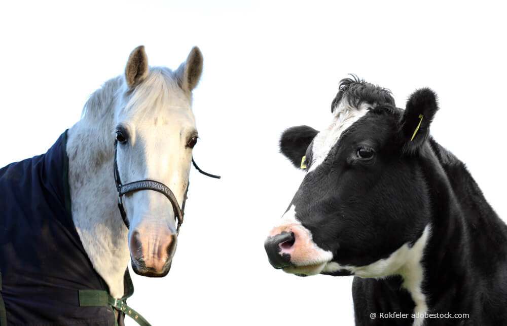 Pferd und Kuh