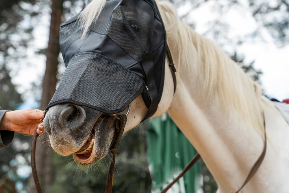 Fliegenmaske fürs Pferd