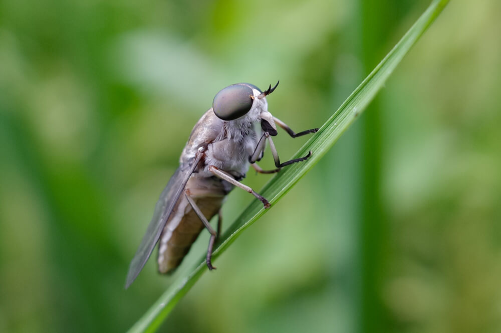 Pferdebremse vor Abflug
