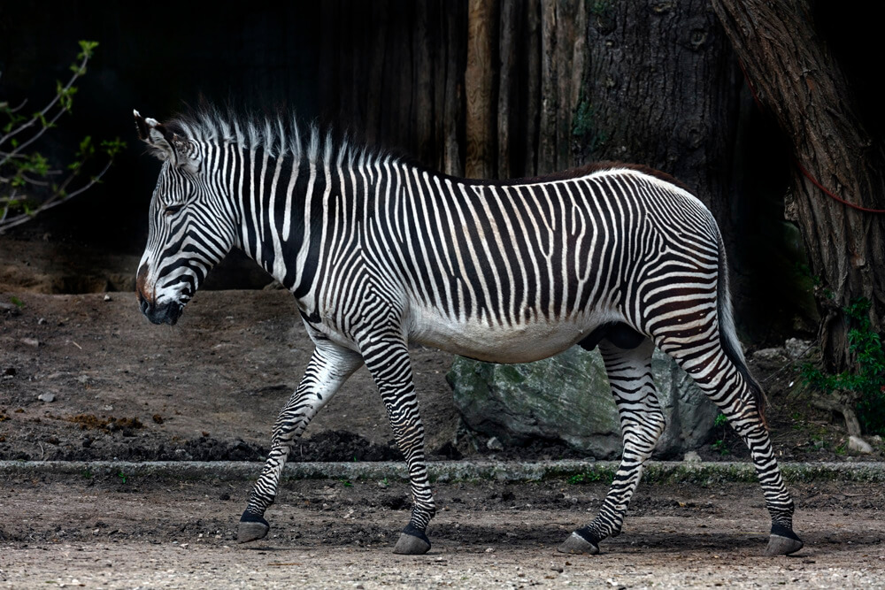 Orginal: Grevy-Zebra