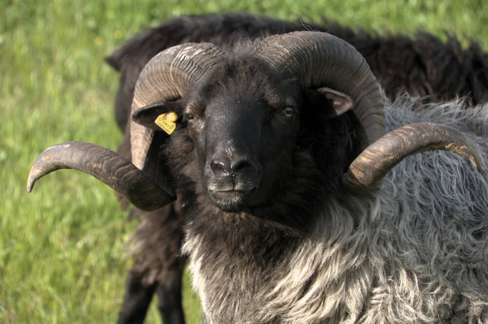 Graue Gehörnte Heidschnucke