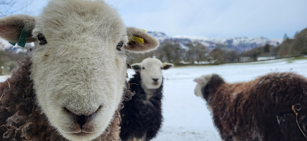 Herdwick Schafe