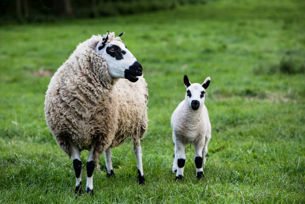 Kerry Hill Schaf mit Lamm