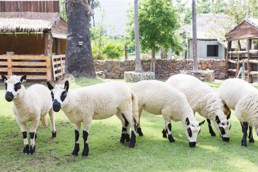 Kerry Hill Schafe hinterm Haus