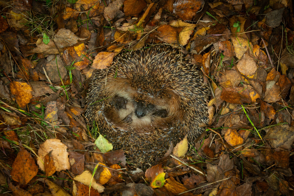 Igel brauchen Laubhaufen