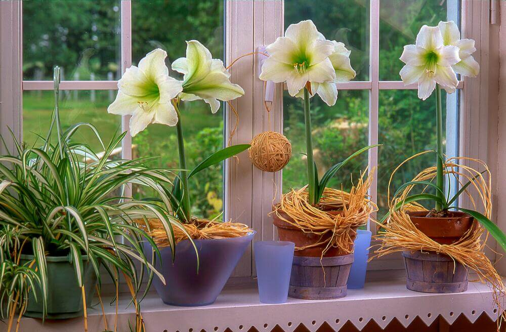 Hippeastrum in weiß auf Fensterbank