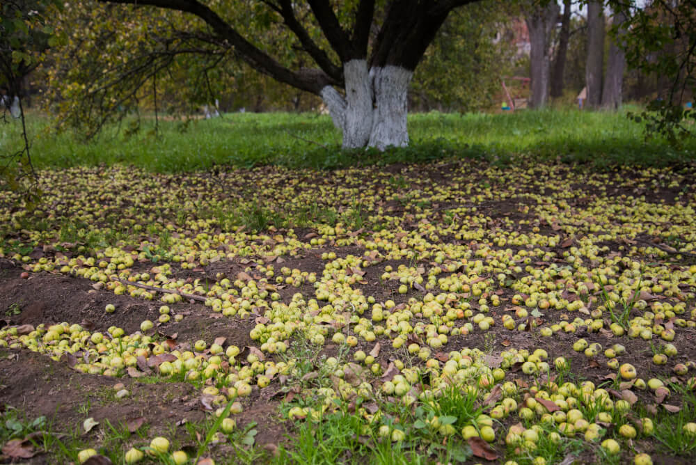 Junifall beim Apfelbaum: einfach zu viele Früchte