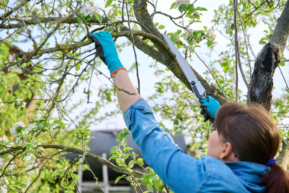 Abgestorbene Äste bei Obstbäumen entfernen