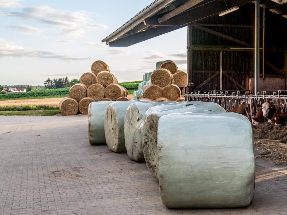 Silageballen vor dem Kuhstall