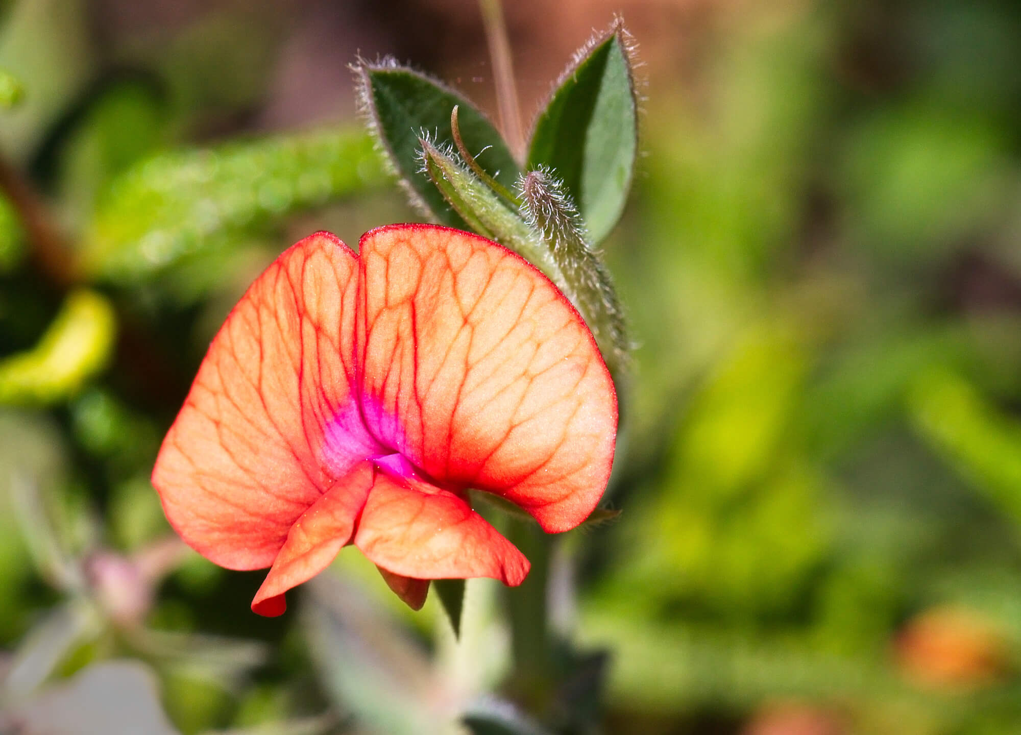 gestreifte Blüte der roten Spargelerbse