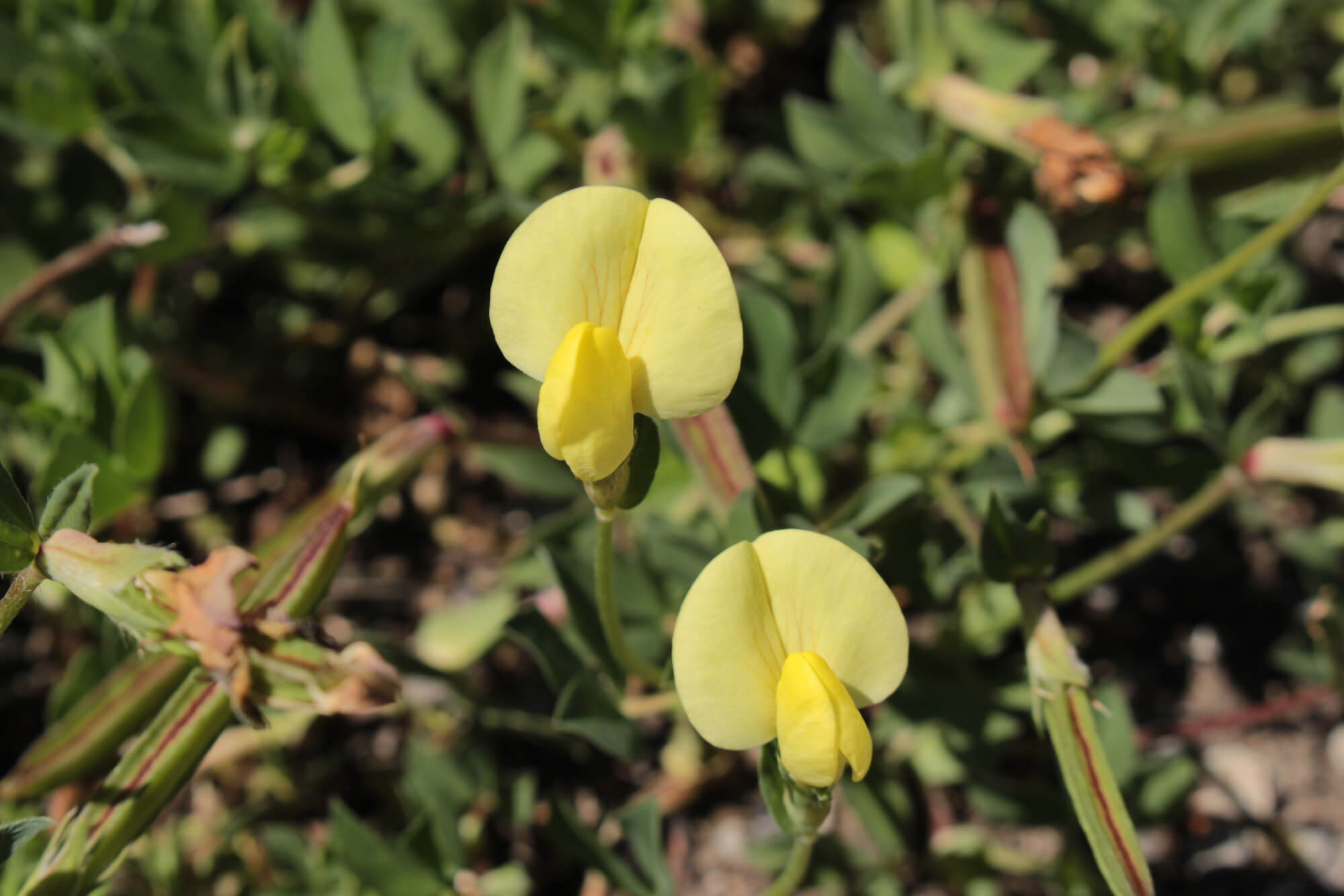 Blüte der gelben Spargelerbse