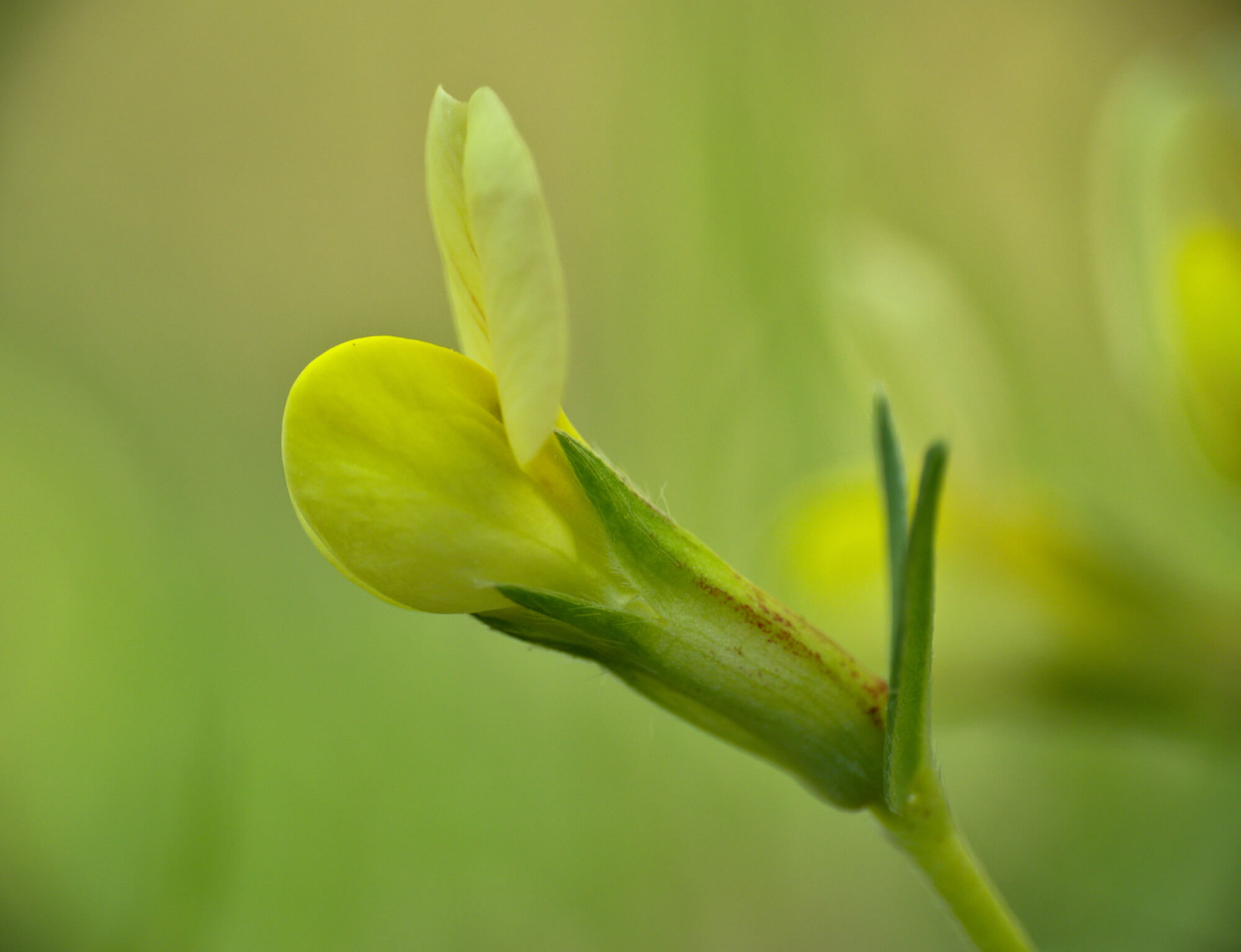 Nahaufnahme Blüte gelbe Spargelerbse