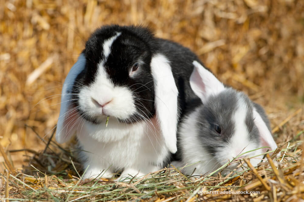 Kaninchennachwuchs