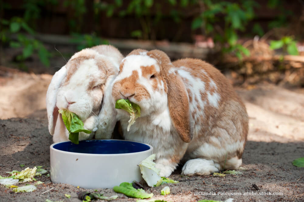 Kaninchen fressen Salatblätter