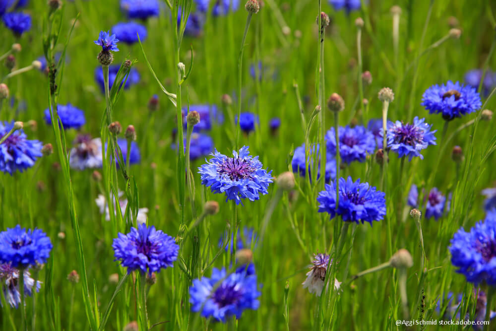 Kornblumenblau heißt es nicht umsonst