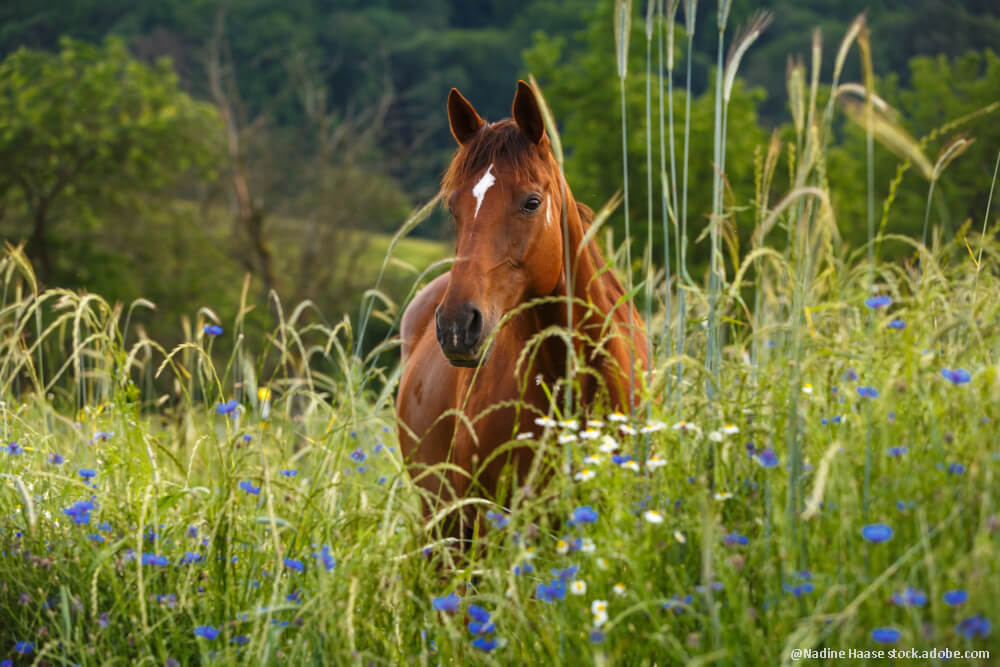 Ein Pferd im Kornblumenfeld