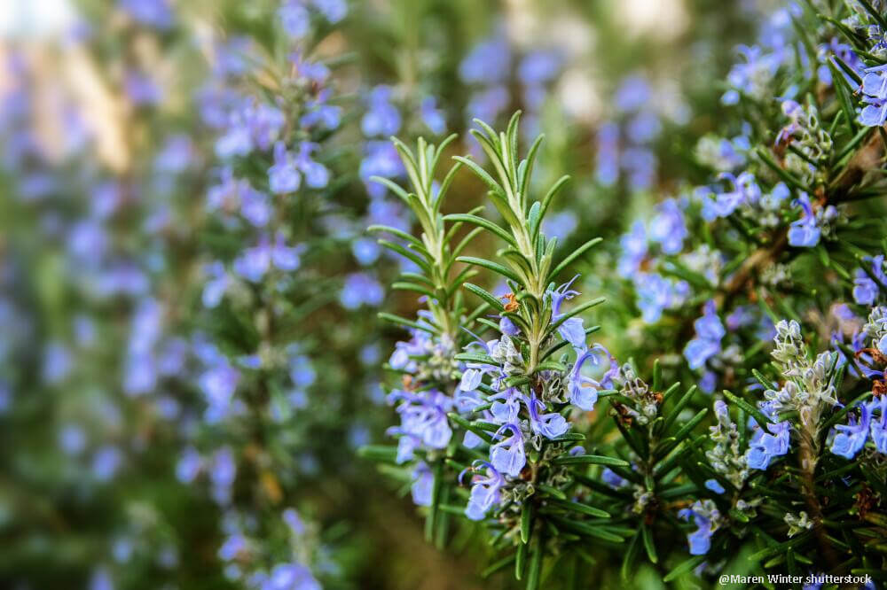 Rosmarin mit Blüten