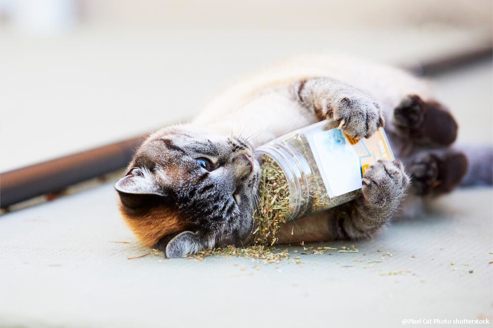 Katzen lieben Katzenminze