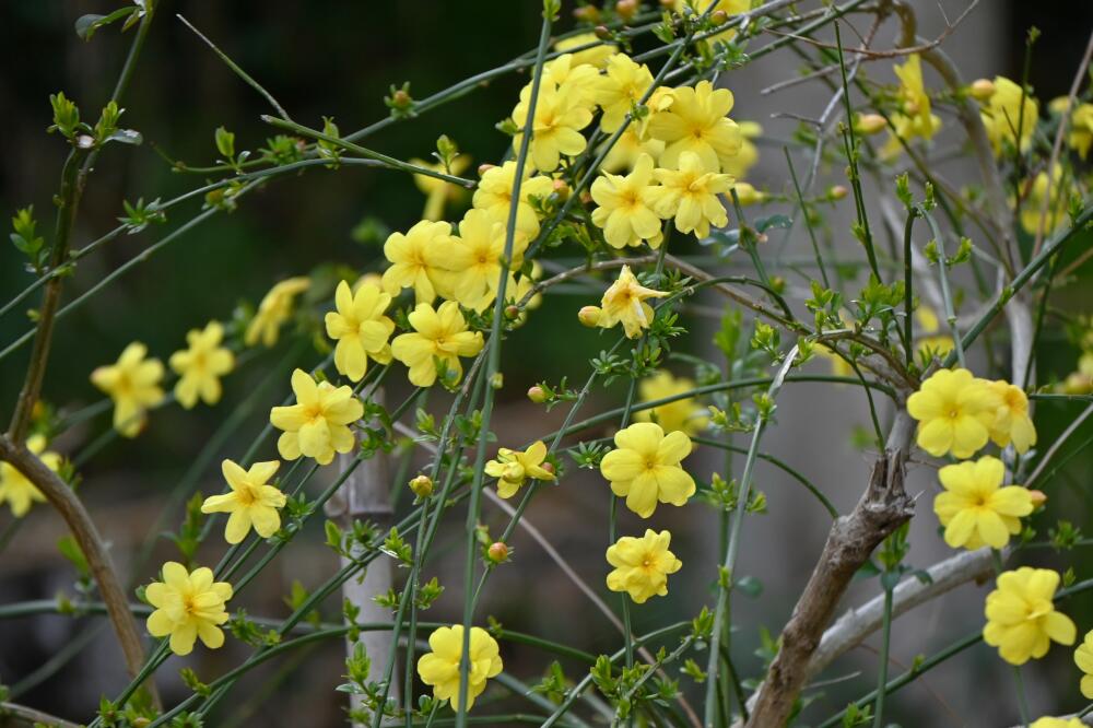 Grüne Äste des Winterjasmin