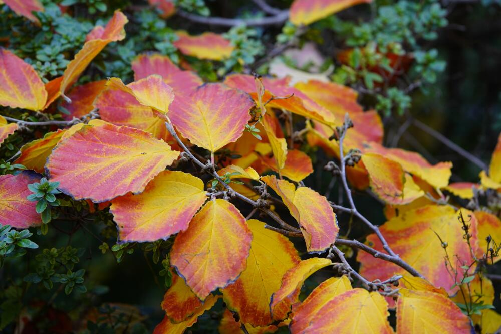 Herbstlaub der Zaubernuss