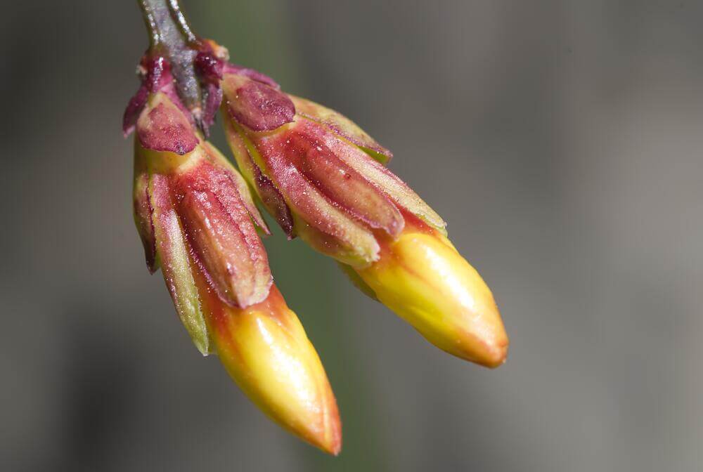 Knospen des Winterjasmin