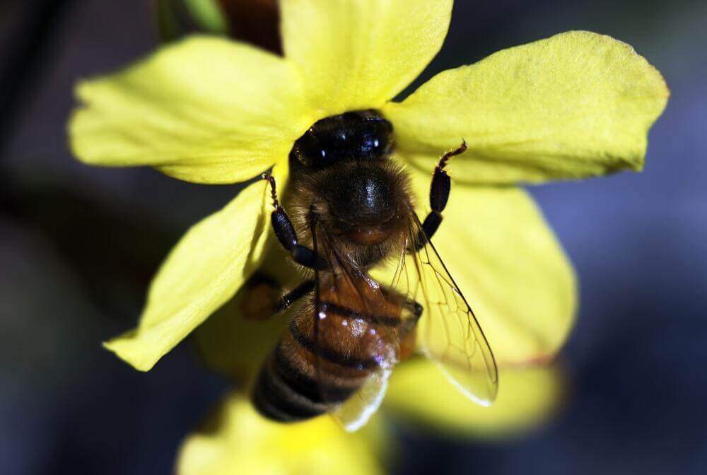 Biene auf Winterjasmin