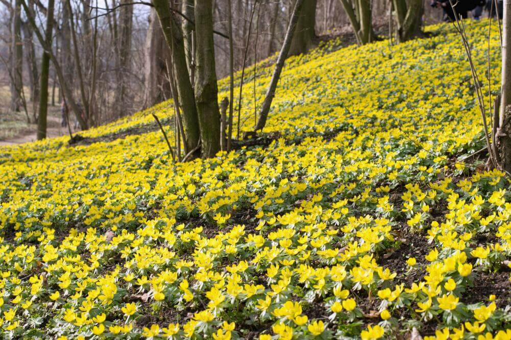 Winterlinge als Blütenteppich