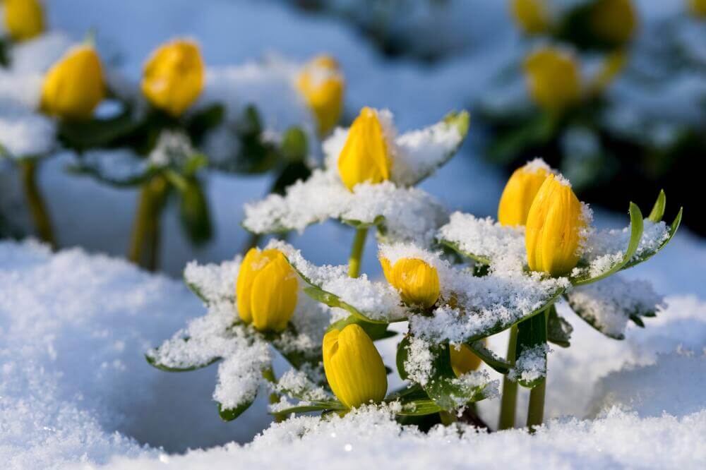 Winterlinge im Schnee