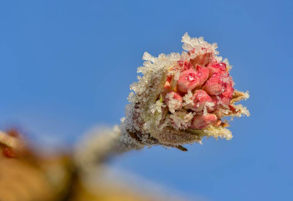 Knospen des Winterschneeballs