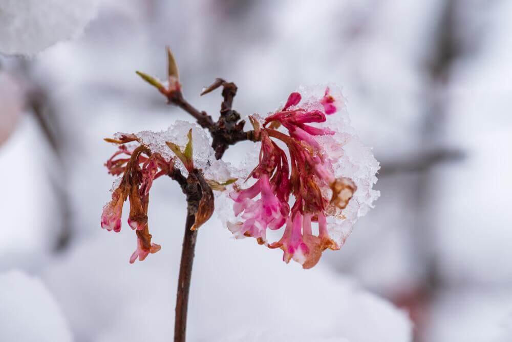Schnee auf den Blüten des Winterschneeballs