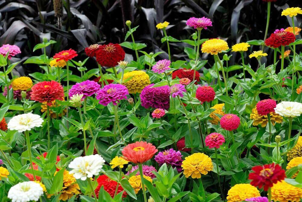 Zinnien: Farbenfrohe Farbmischung