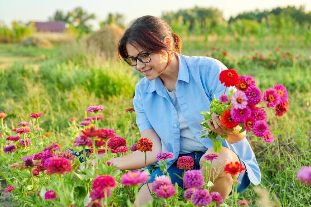 Zinnien sind gute Schnittblumen