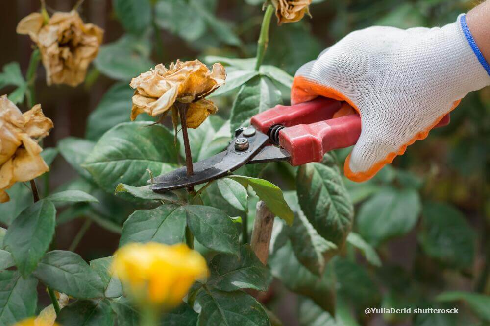 Blütenreste der Rose