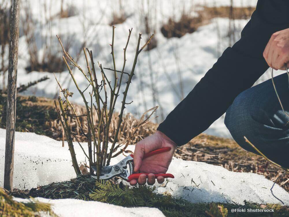 Rosenpflanze im winter