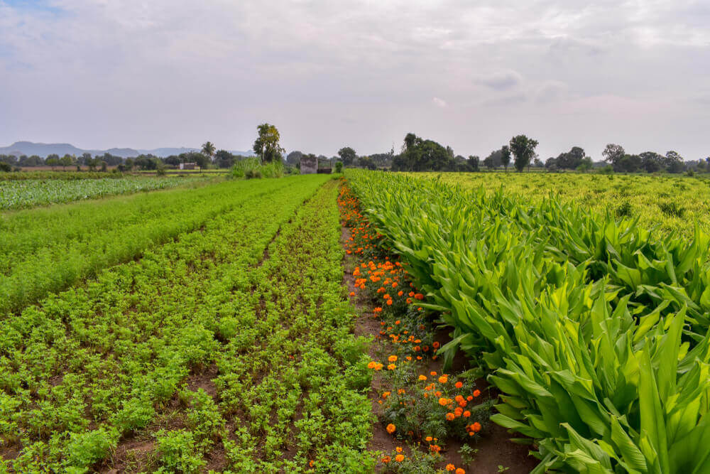 Tagetes in Zwischenfruchtmischung