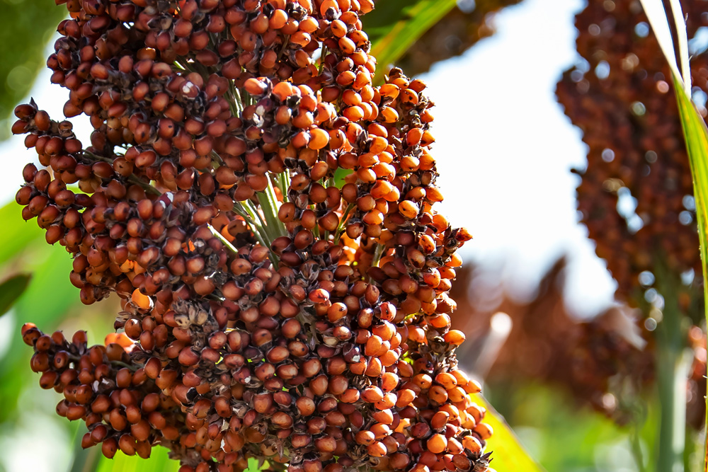 Sorghum Saatgut